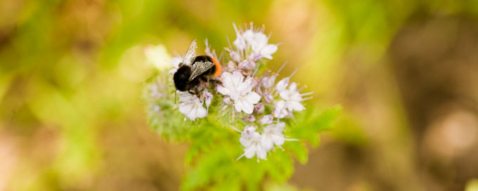 Biene auf einer Blüte im Weinberg vom Biowein-Bauern Rodermund, Bild mosellandschaft.de